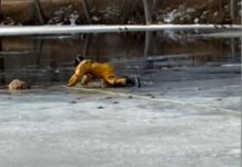 Драматичний порятунок собаки, що провалився під лід, потрапив на відео