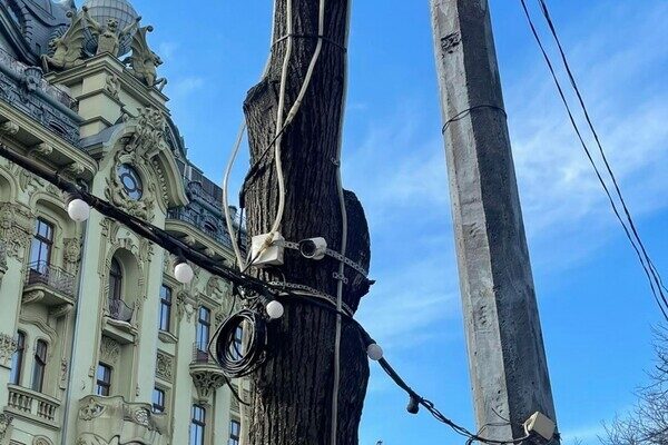 Деревья на Дерибасовской очистят от лишних "украшений"