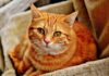 Котячі хвороби, які можуть передаватися людині