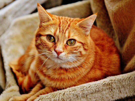 Котячі хвороби, які можуть передаватися людині