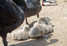 В Одесском зоопарке у пары черных лебедей появилось пополнение