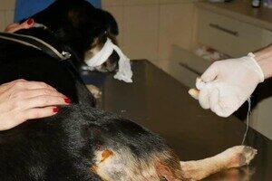 В Одесской области мужчина выстрелил в беспризорную собаку: что с животным
