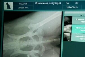 В Одесской области мужчина выстрелил в беспризорную собаку: что с животным