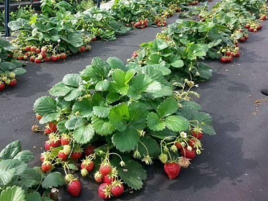 Урожай точно здивує: готуємо натуральне добриво для полуниці