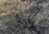 Жительницу Одесчины будут судить за поджог сухой травы: какое наказание ей грозит