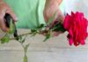 У серпні зробіть це з трояндами, щоб мати вдвічі більше квітів