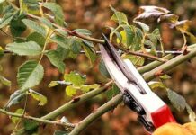 Всі зрізи повинні бути косими: як правильно обрізати троянди восени