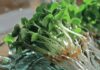 Суперфуд на вашому столі: продукти для кращого балансу поживних речовин